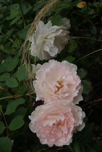 Un écrin pour la rose ' Plume d'ange ' de Meilland