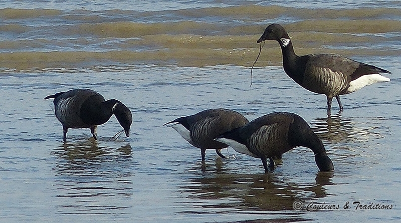 Littoral de la Flotte en Ré 