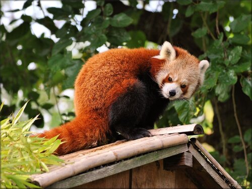 Photo de Panda roux du Zoo de Pessac