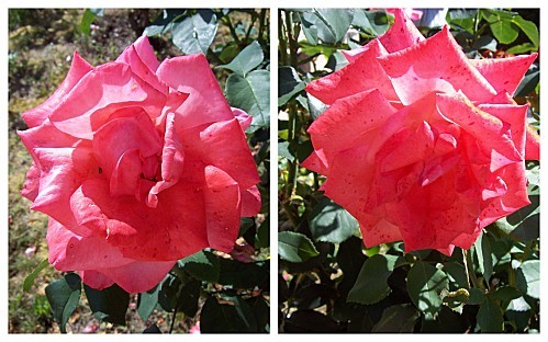 2-Roses-rose-le--21-juillet-2011.jpg