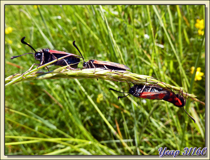Papillons Zygènes du lotier (Zygaena loti)