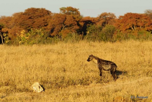 Autumn Hyaena