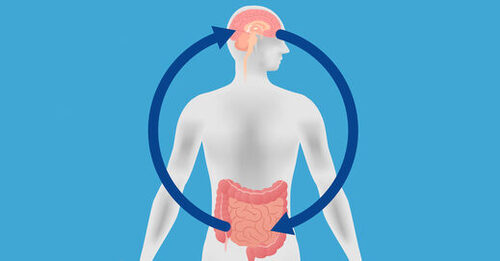 Le lien entre les bactéries intestinales et l'anxiété