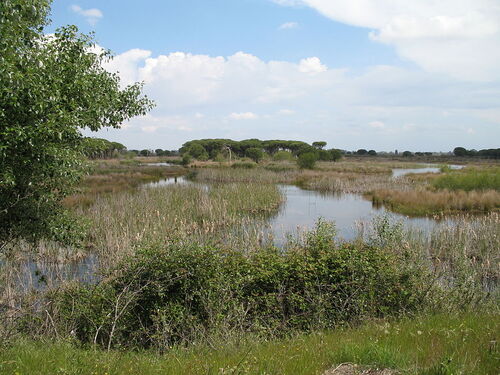 Patrimoine mondial de l'Unesco : Le parc national de Coto Donana - Espagne -