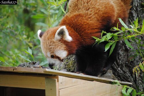 Panda Roux ♂.