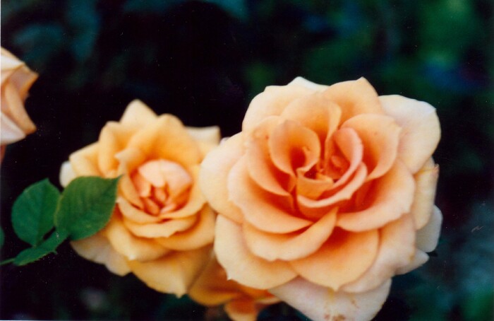 2005 - Roses