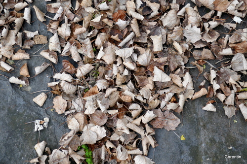 Des feuilles sèches au sol