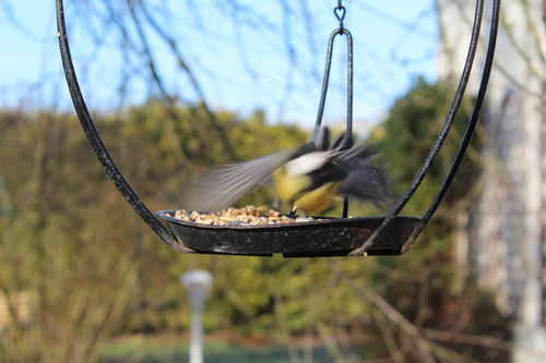 28 & 29 janvier 2017 : week-end national de comptage des oiseaux des jardins