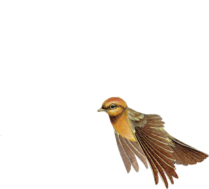 OISEAU GIF ANIME