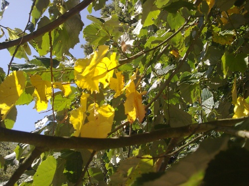 QUELQUES FLEURS DE BRETAGNE   VANNES