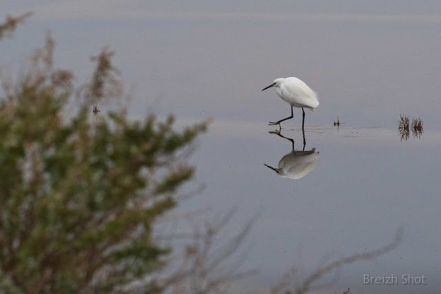 Marais de Guérande : L'aigrette garzette agite la vase avec un pied pour effrayer les petits poissons ou révéler de la nourriture