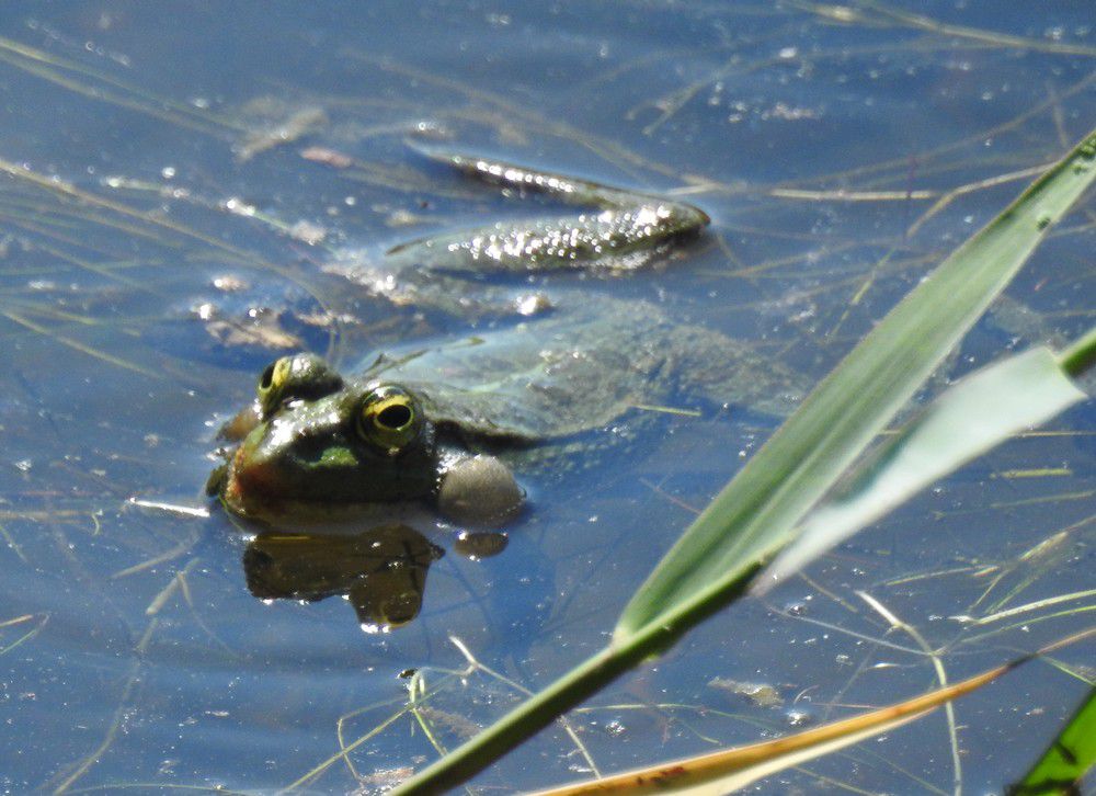 Des grenouilles à Saint-Brice...