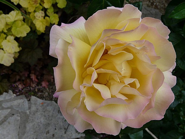 Rose-Mme-Meilland--1-6-11-P1200159.JPG