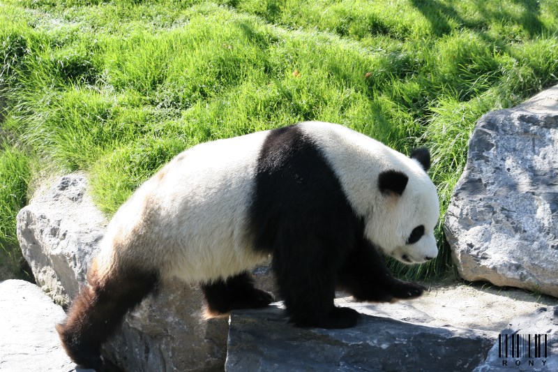 XING HUI "Etoile scintillante" (panda mâle)