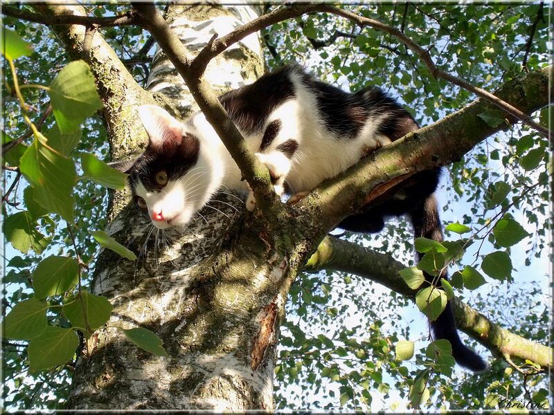 LES ACROBATIES DE KIKOU