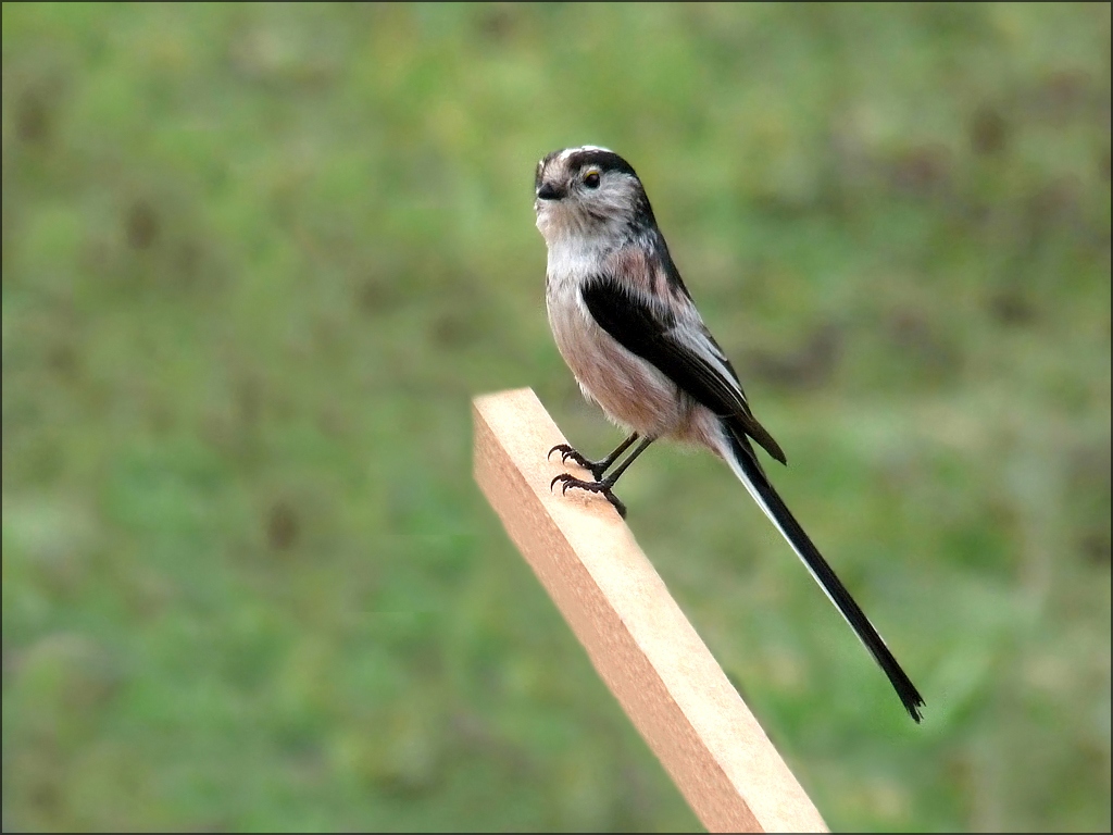 Mon oiseau pr f r la M sange Mon petit coin de paradis