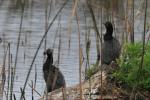 Oiseaux