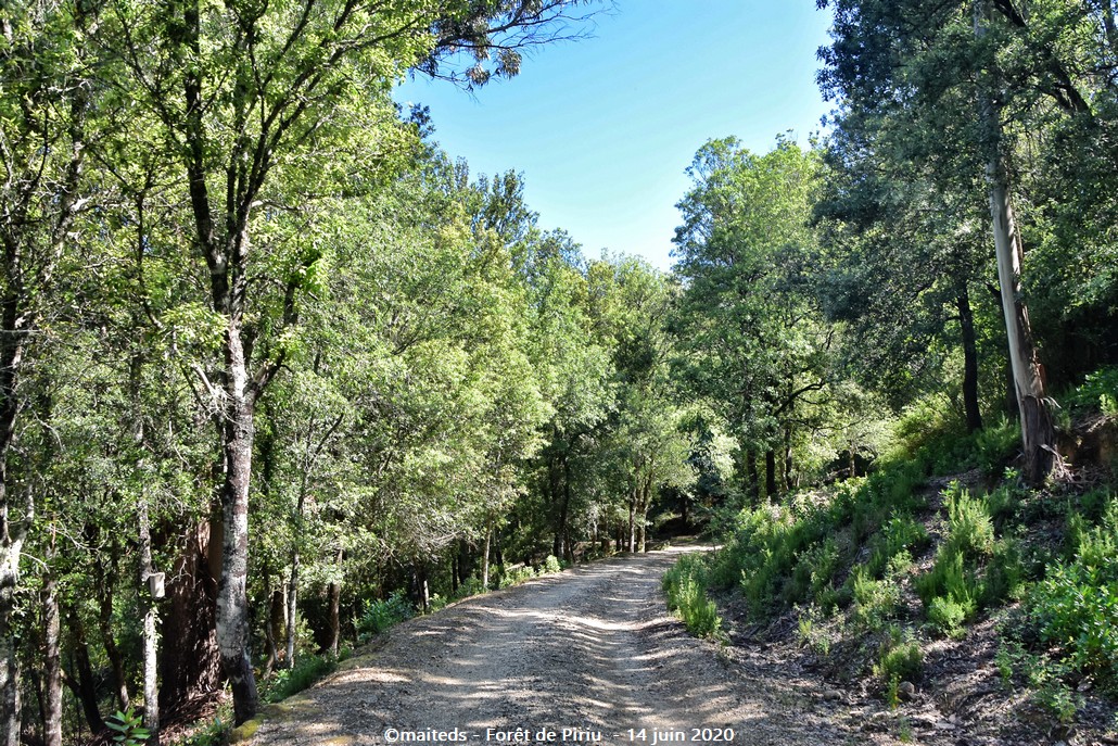 Forêt de Piriu - Corse