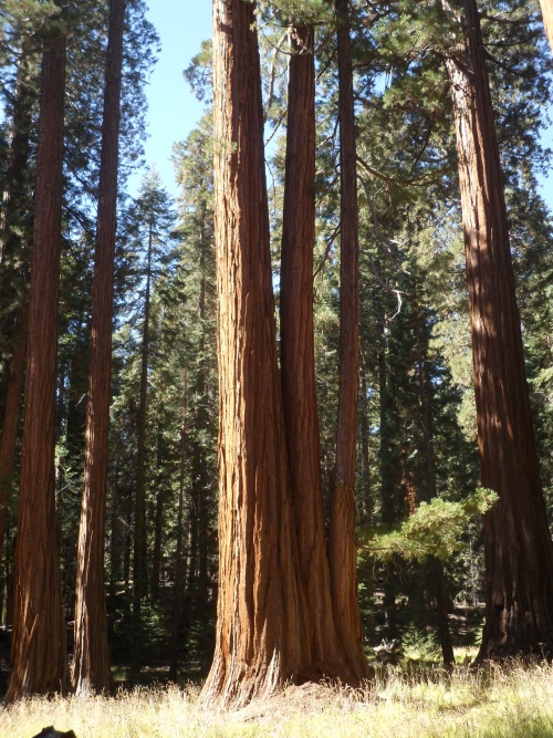 Kings Canyon et Séquoia National Park