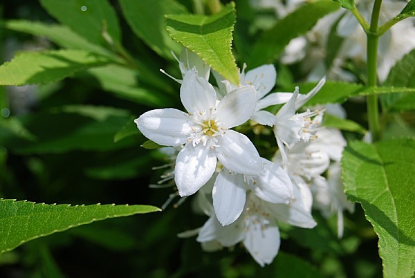 Deutzia-gracilis---fleurs.jpg