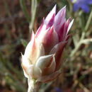 Xeranthemum cylindraceum - xéranthème cylindrique