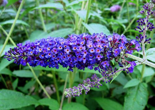 Fleurs cultivées : B