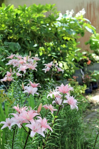 lys double 'Elodie'