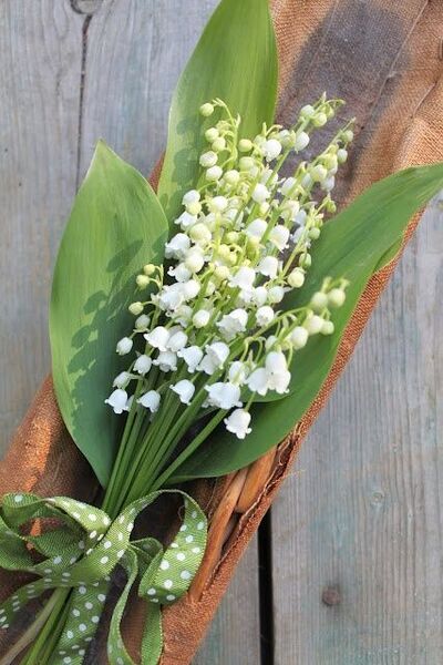 Muguet