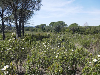 Au milieu des cistes ladanifères