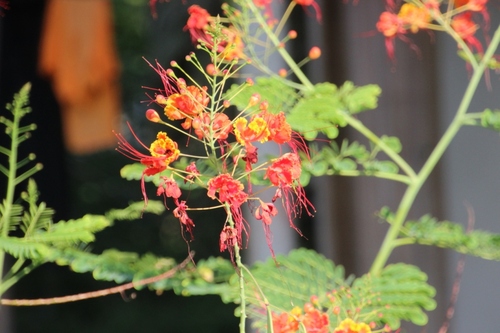 Quelques fleurs du Costa Rica