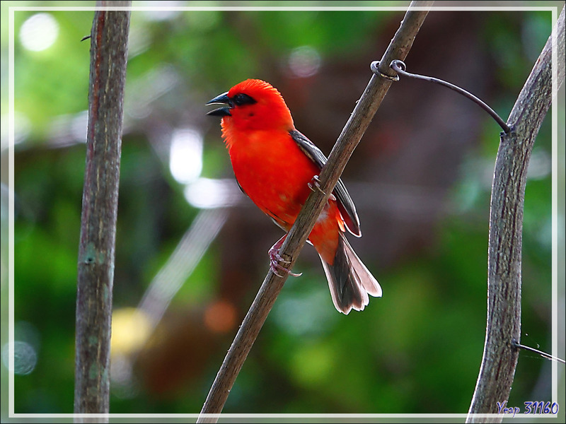 Foudi rouge, Red Fody (Foudia madagascariensis) - Nosy Tsarabanjina - Archipel des Mitsio - Madagascar