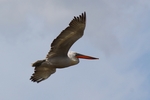 Pelican