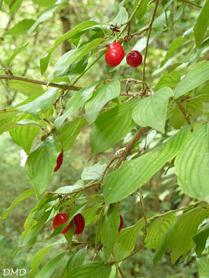 Cornus mas - cornouiller mâle