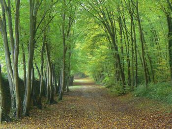 Sur la route de Compostelle