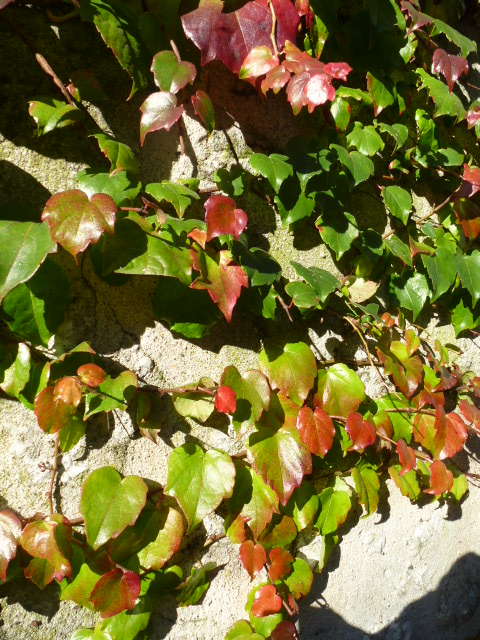 COULEURS D'AUTOMNE A BEAUGENCY