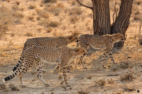 Spotted family, Kgalagadi NP