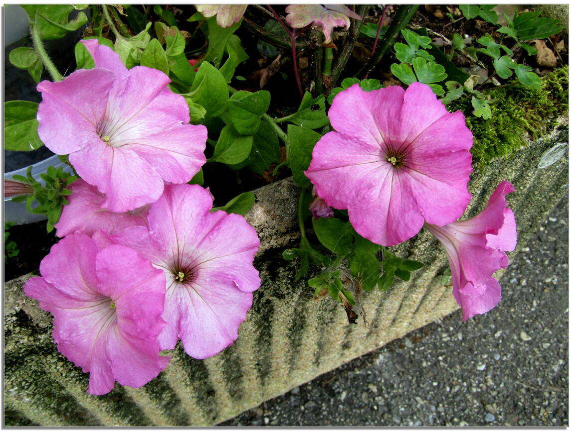 MON JARDIN - DES FLEURS 