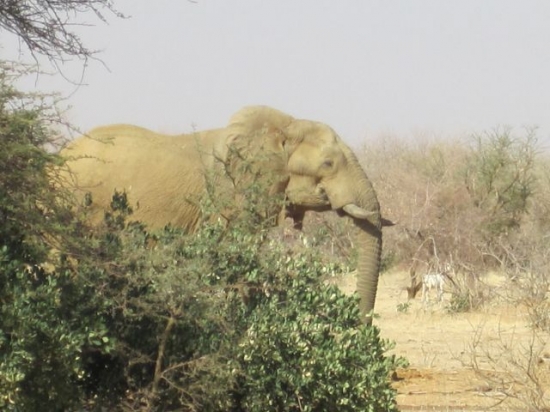 Mali Elephant sur le bord de la route à Boni