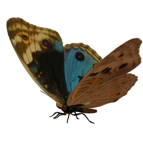 Papillons Série 2