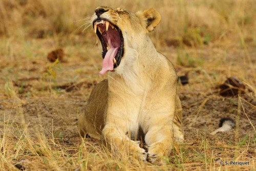 Resting lioness