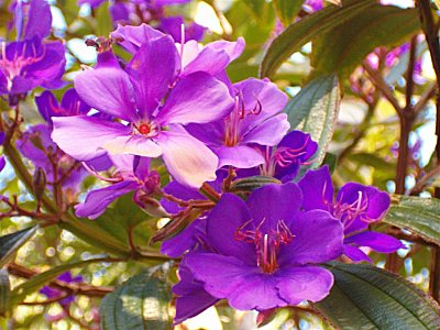 purple_flowers_2.jpg