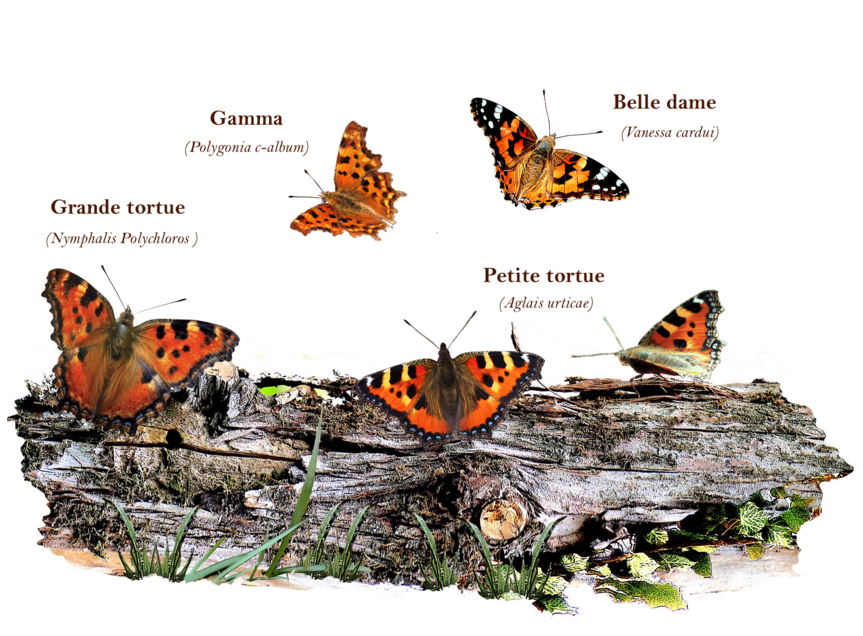 La grande tortue (Nymphalis Polychloros)