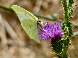 Peut être une image de fleur et nature