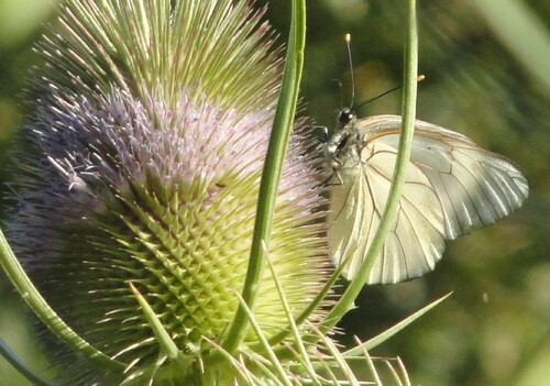 (Insectes) Papillons