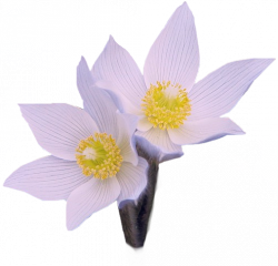 Tubes Fleurs - Divers