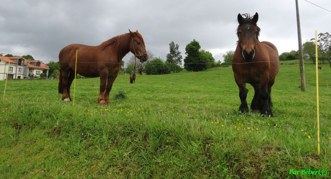 des chevaux à Cabarceno