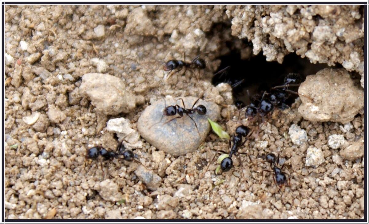 Défi entre nous : Nid de fourmis