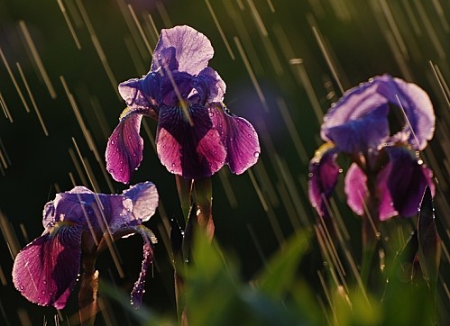 iris sous la pluie