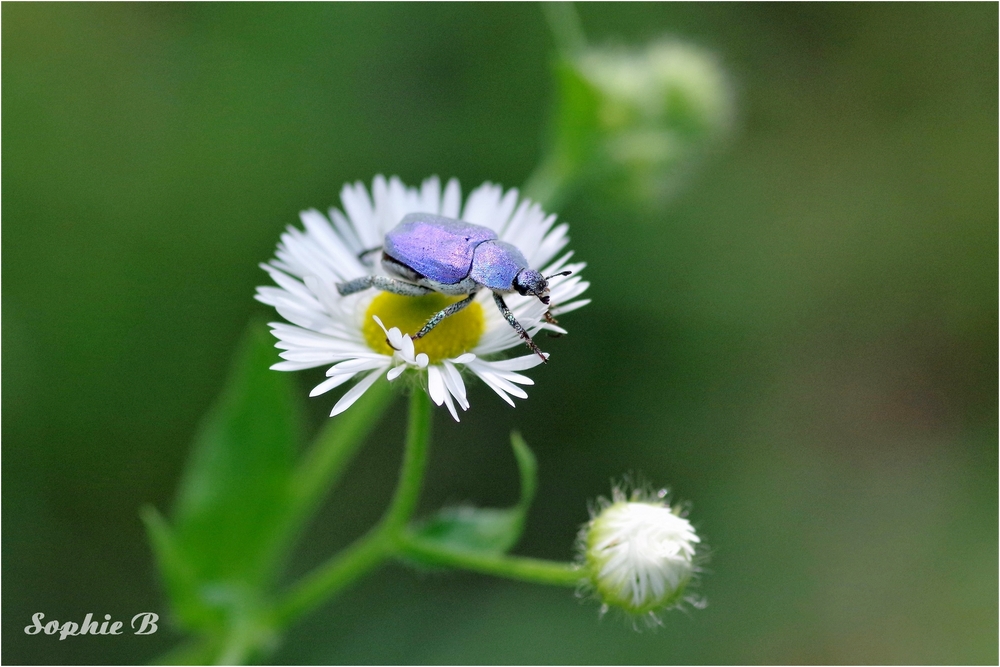 L'aérobic de l'hoplie bleue .