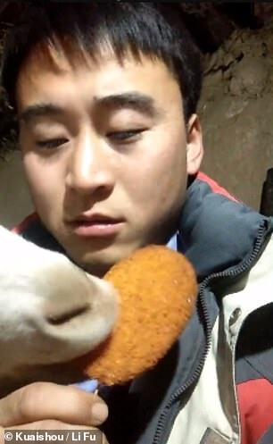 Un très triste Li regarde dans la caméra après que son animal de compagnie gourmand ait volé son poulet frit dans le bâton